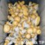 Malmac TP (Psilocybe cubensis) Liquid Culture