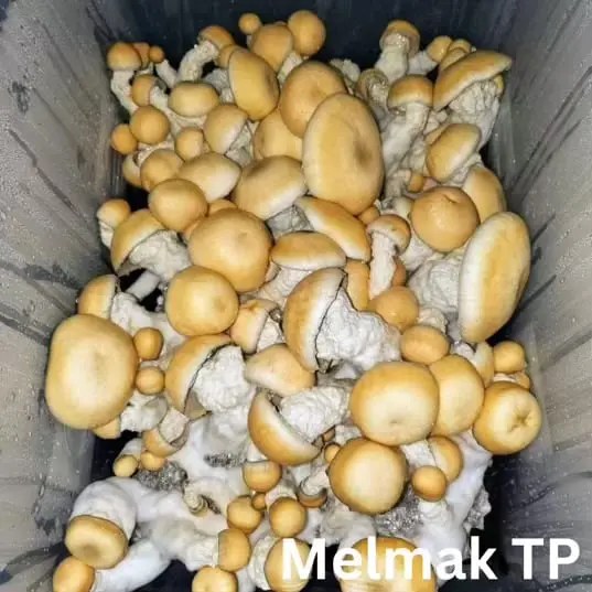Malmac TP (Psilocybe cubensis) Liquid Culture