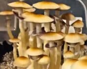 Golden Cluster Fuck (Psilocybe cubensis) Liquid Culture