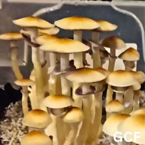 Golden Cluster Fuck (Psilocybe cubensis) Liquid Culture