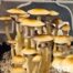Golden Cluster Fuck (Psilocybe cubensis) Liquid Culture