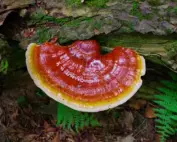 Reishi (Ganoderma lucidum) Liquid Culture