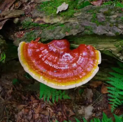 Reishi (Ganoderma lucidum) Liquid Culture