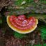 Reishi (Ganoderma lucidum) Liquid Culture