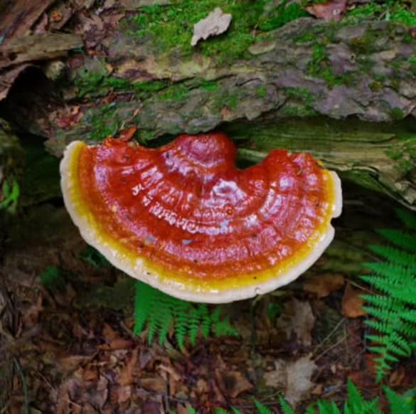Reishi (Ganoderma lucidum) Liquid Culture